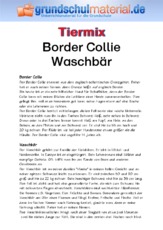 Border Collie - Waschbär.pdf